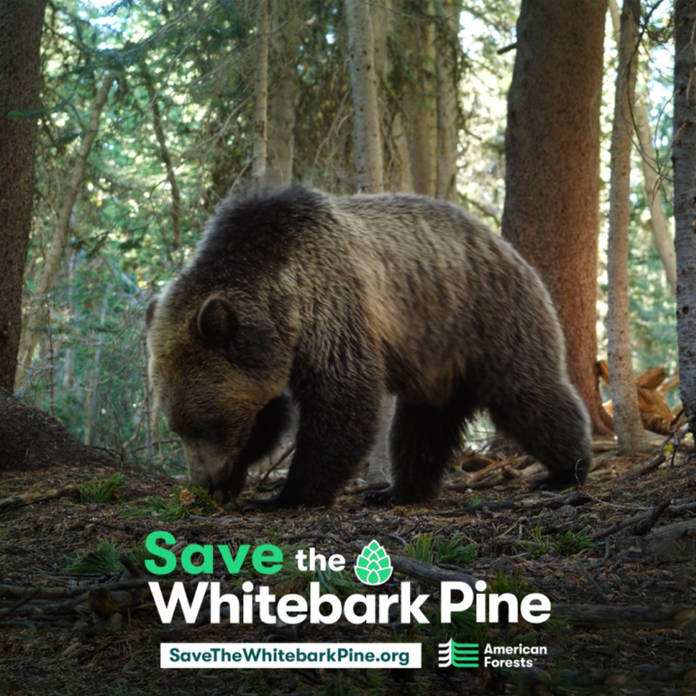 Protecting the Whitebark Pine